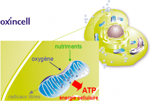 mitochondries - vitalité cellulaire