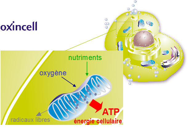 IMAGE CELL OXINCELL
