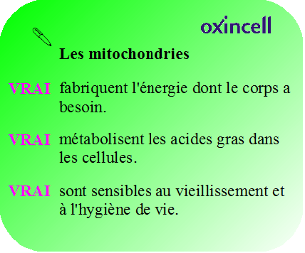 Oxincell-memo mitochondries Oxincell-memo mitochondries